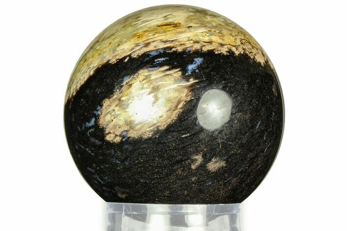 Polished Petrified Palm Wood Sphere - Indonesia #311745